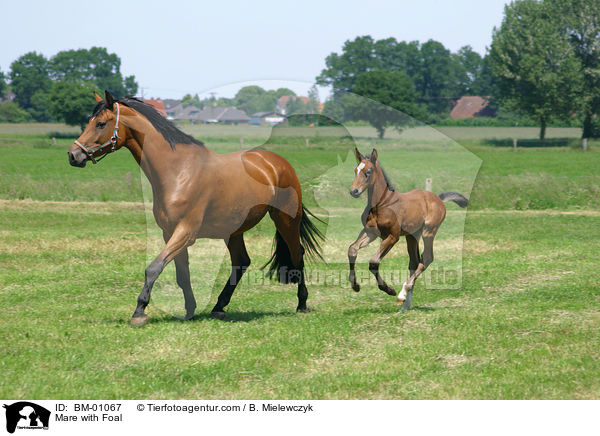 Stute mit Fohlen / Mare with Foal / BM-01067