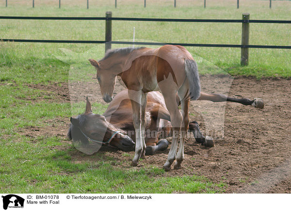 Stute mit Fohlen / Mare with Foal / BM-01078