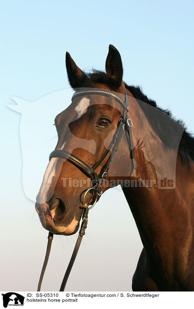 Holsteiner Portrait / holsteins horse portrait / SS-05310