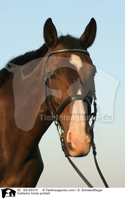 Holsteiner Portrait / holsteins horse portrait / SS-05314