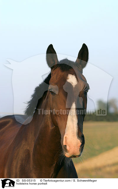 Holsteiner Portrait / holsteins horse portrait / SS-05315