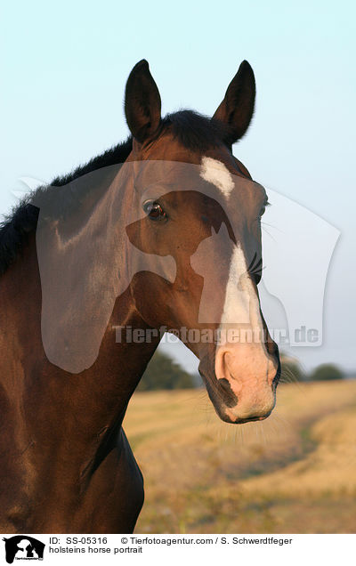 Holsteiner Portrait / holsteins horse portrait / SS-05316