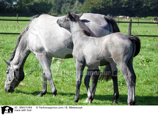 Holsteiner Stute mit Fohlen / mare with foal / BM-01089
