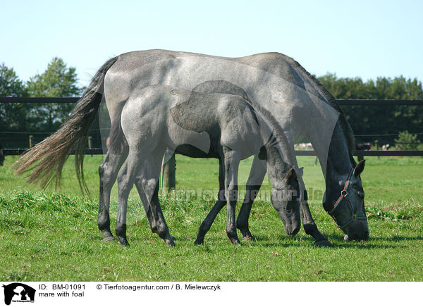 Holsteiner Stute mit Fohlen / mare with foal / BM-01091