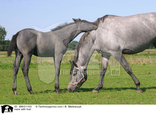 Holsteiner Stute mit Fohlen / mare with foal / BM-01100