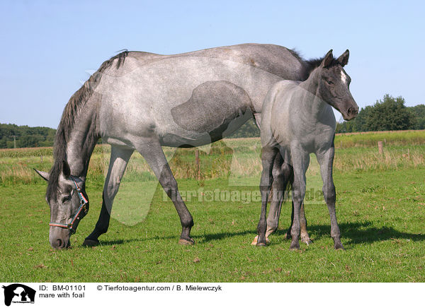 Holsteiner Stute mit Fohlen / mare with foal / BM-01101