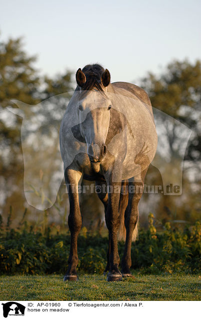 Holsteiner auf der Weide / horse on meadow / AP-01960