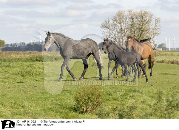 Pferdeherde auf der Weide / herd of horses on meadow / AP-01962