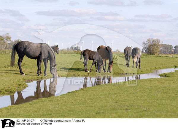 Pferde an Wasserquelle / horses on source of water / AP-01971