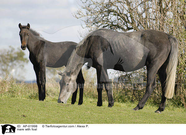 Stute mit Fohlen / mare with foal / AP-01998