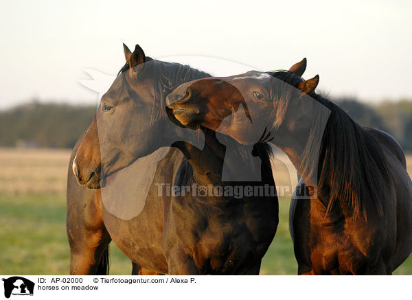 Holsteiner auf der Weide / horses on meadow / AP-02000