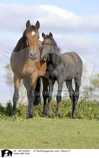 Stute mit Fohlen / mare with foal / AP-02004