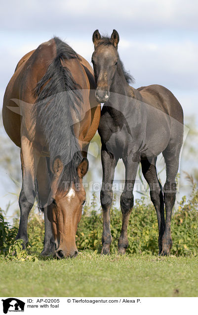 Stute mit Fohlen / mare with foal / AP-02005