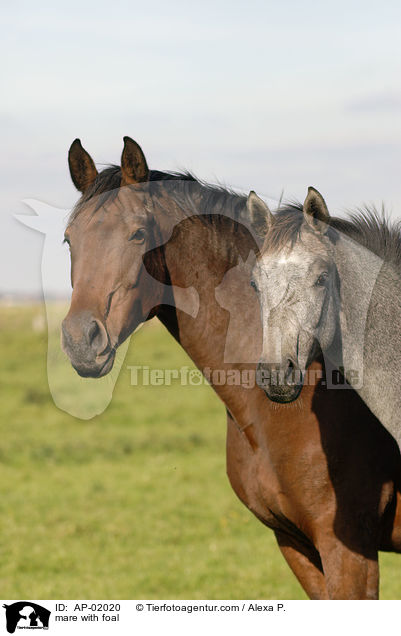 Stute mit Fohlen / mare with foal / AP-02020