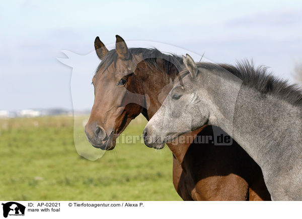 Stute mit Fohlen / mare with foal / AP-02021