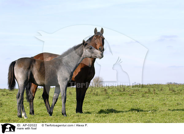 mare with foal / AP-02022