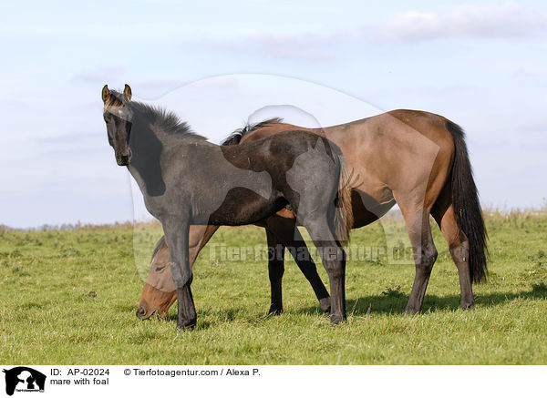 mare with foal / AP-02024