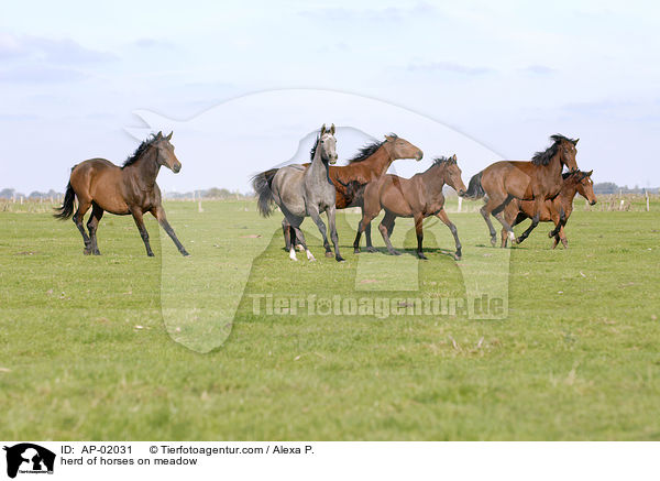 herd of horses on meadow / AP-02031