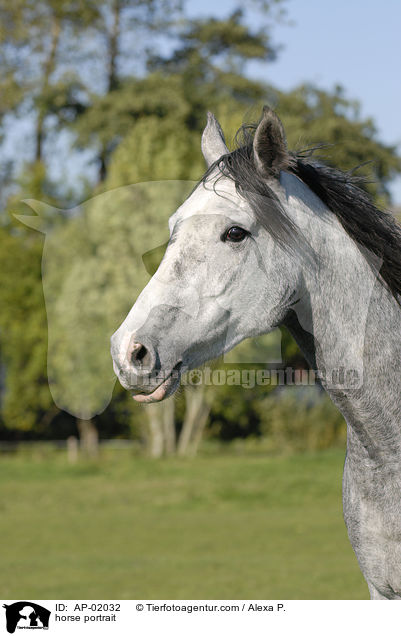 horse portrait / AP-02032