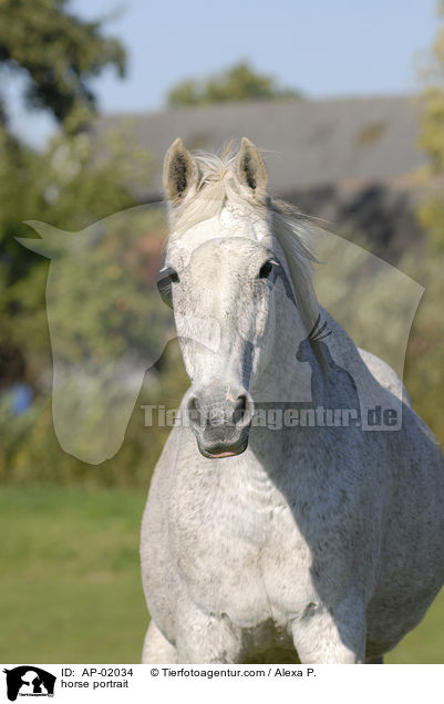 horse portrait / AP-02034