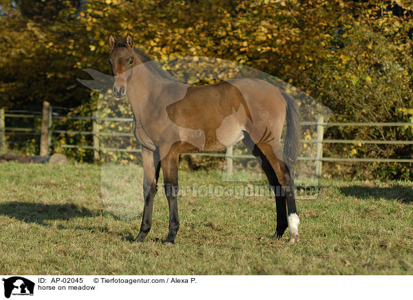 horse on meadow / AP-02045