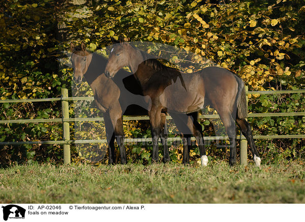 foals on meadow / AP-02046