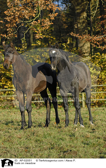 foals on meadow / AP-02051