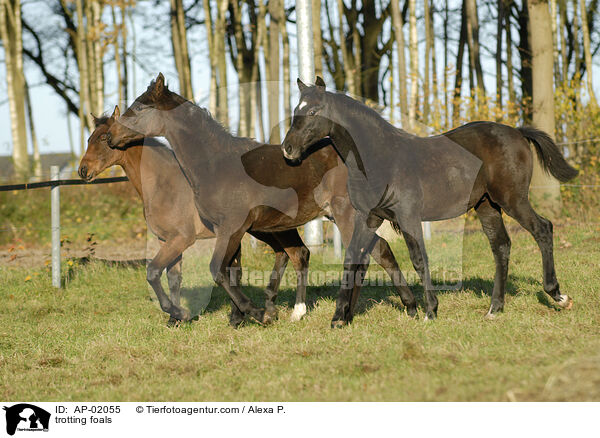 trotting foals / AP-02055