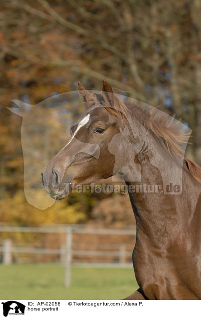 horse portrait / AP-02058