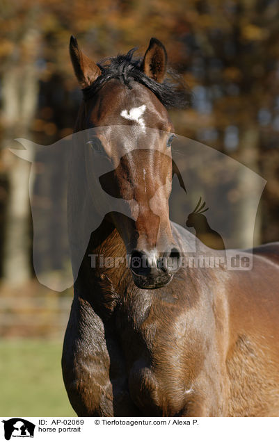 horse portrait / AP-02069