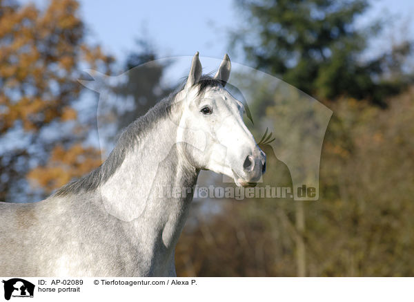 horse portrait / AP-02089