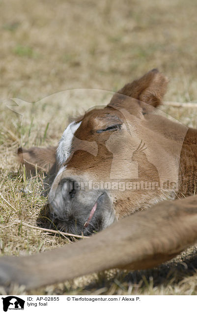 liegendes Fohlen / lying foal / AP-02855