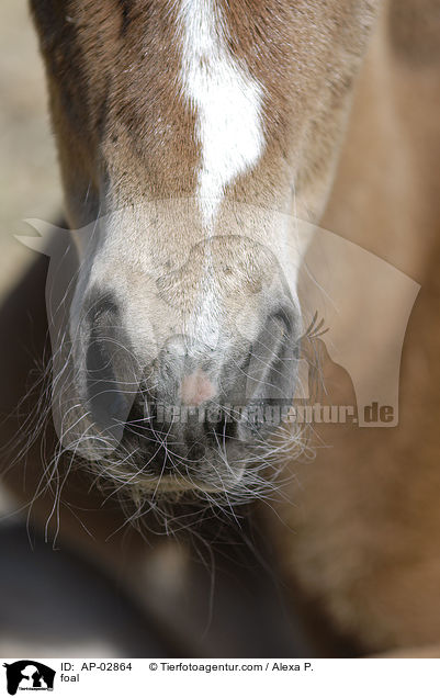 foal / AP-02864