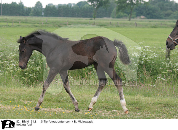 trabendes Holsteiner Fohlen / trotting foal / BM-01342