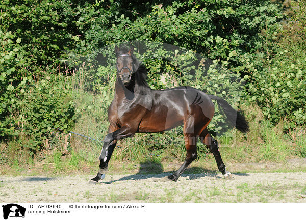 rennender Holsteiner / running Holsteiner / AP-03640
