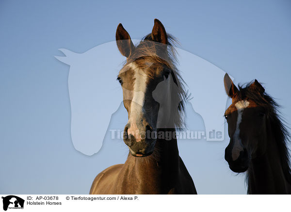 Holsteiner / Holstein Horses / AP-03678