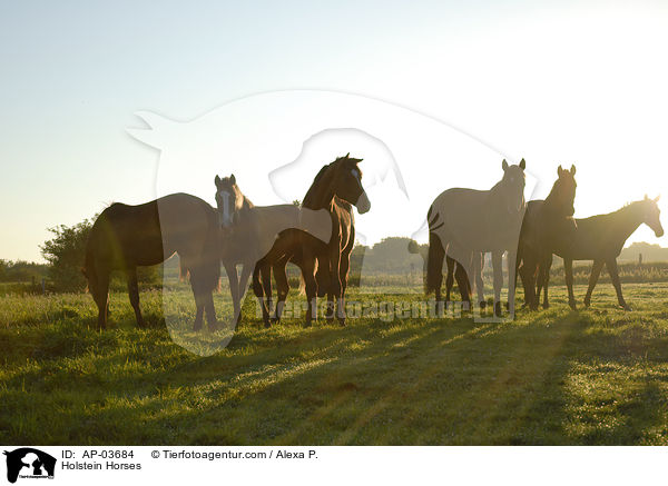 Holsteiner / Holstein Horses / AP-03684