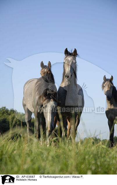 Holsteiner / Holstein Horses / AP-03687