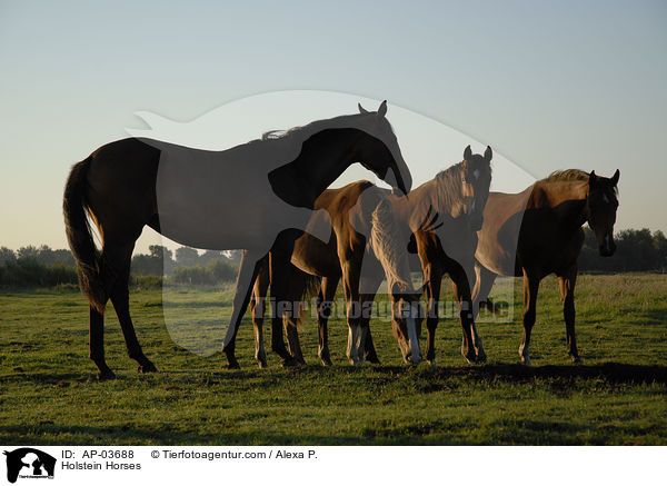 Holsteiner / Holstein Horses / AP-03688