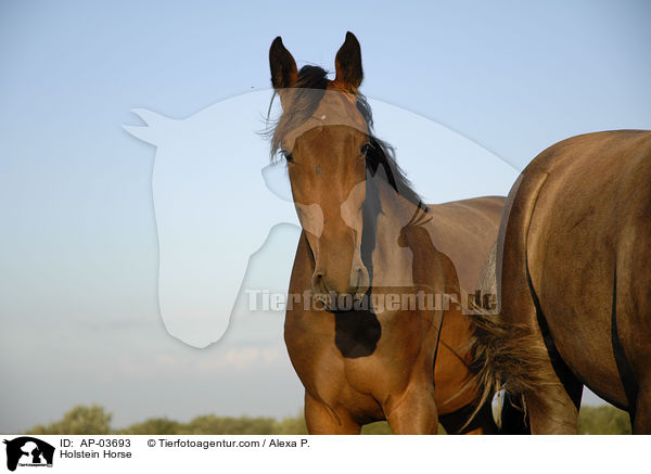 Holsteiner / Holstein Horse / AP-03693