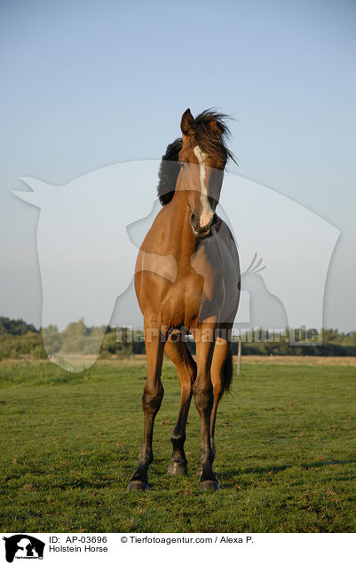 Holsteiner / Holstein Horse / AP-03696