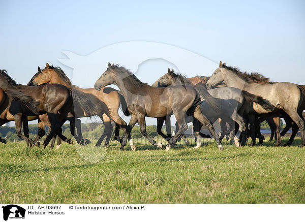 Holsteiner / Holstein Horses / AP-03697