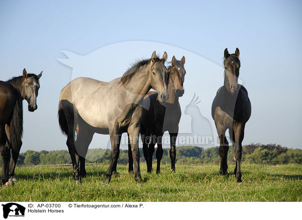 Holsteiner / Holstein Horses / AP-03700