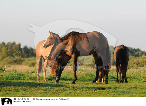 Holsteiner / Holstein Horses / AP-03712