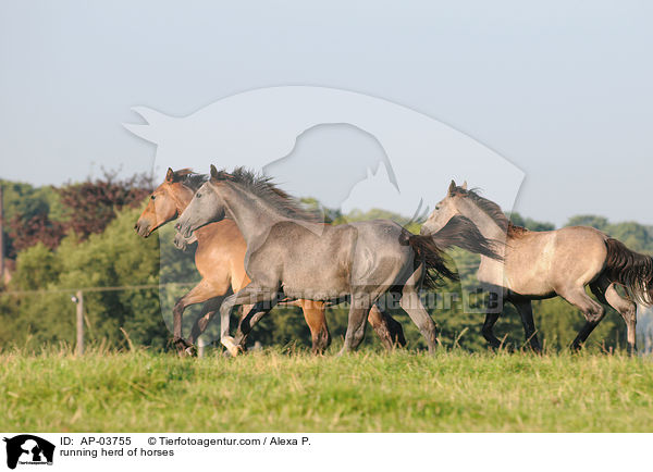 rennende Pferdeherde / running herd of horses / AP-03755