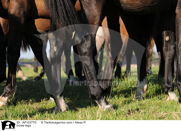 Pferdebeine / horse legs / AP-03770