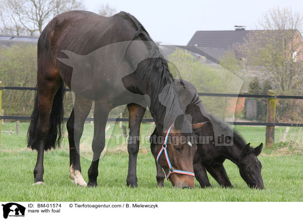 Stute mit Fohlen / mare with foal / BM-01574