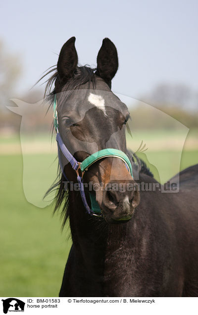 Holsteiner Portrait / horse portrait / BM-01583
