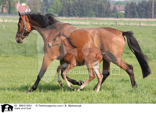 Holsteiner Stute und Fohlen / mare and foal / BM-01663