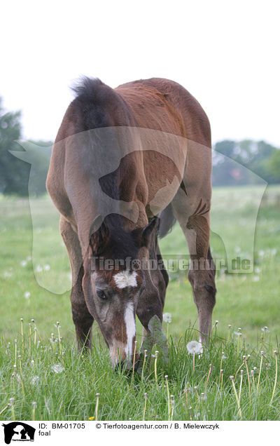 Holsteiner Fohlen / foal / BM-01705
